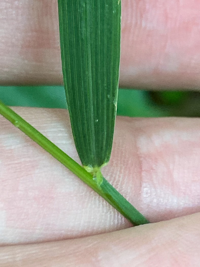 ligule