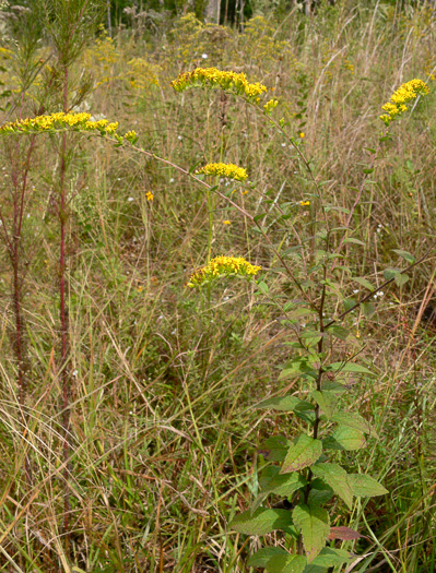 image of Solidago rugosa var. celtidifolia, Hackberry-leaf Goldenrod