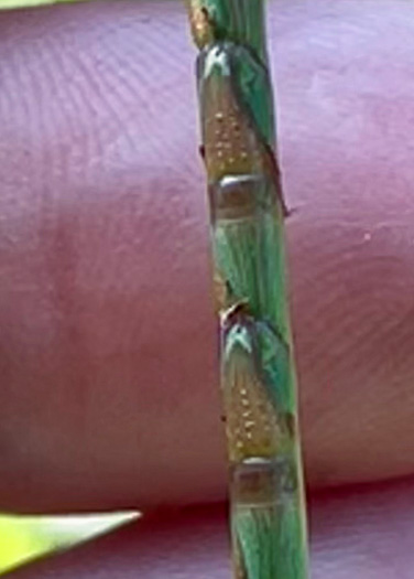 spikelet