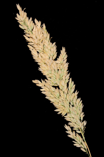spikelet