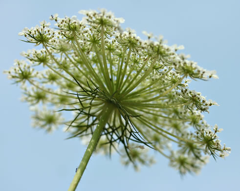 filiform