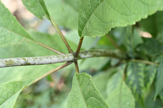 image of Eutrochium fistulosum, Hollow-stem Joe-pye-weed