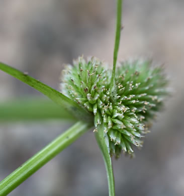 spikes