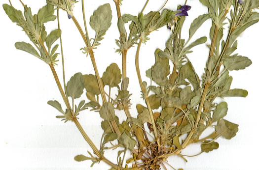 stipule