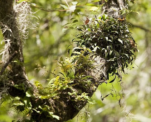 Green-fly Orchid
