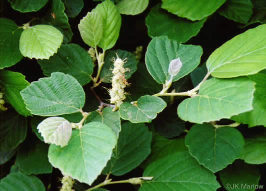 image of Fothergilla gardenii, Coastal Witch-alder, Pocosin Witch-alder, Dwarf Witch-alder, Fothergilla