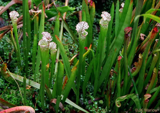 Sarracenia leucophylla, Whitetop Pitcherplant, Crimson Pitcherplant