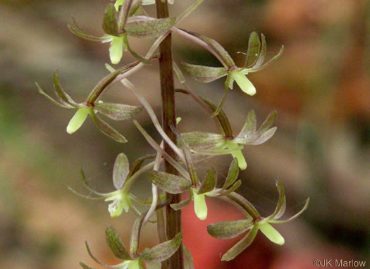 image of Tipularia discolor, Cranefly Orchid