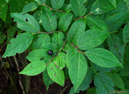 image of Vaccinium erythrocarpum, Mountain Cranberry, Highbush Cranberry, Southern Mountain Cranberry, Bearberry