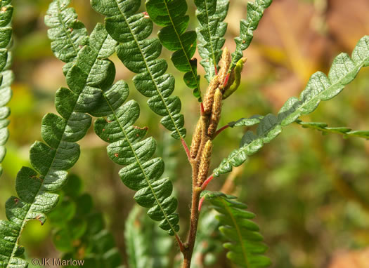 Sweet-fern