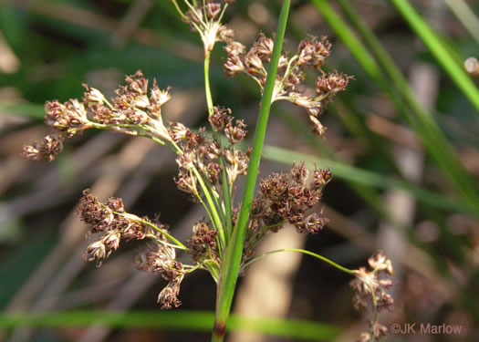 image of Juncus roemerianus, Black Needle Rush
