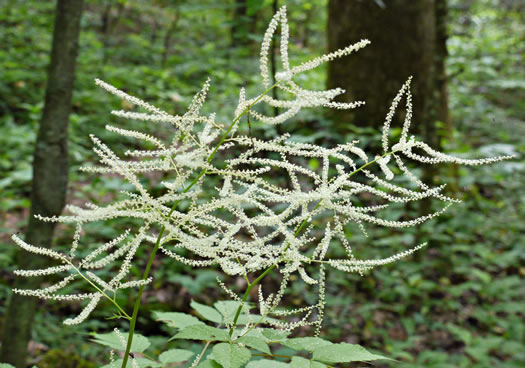Eastern Goatsbeard