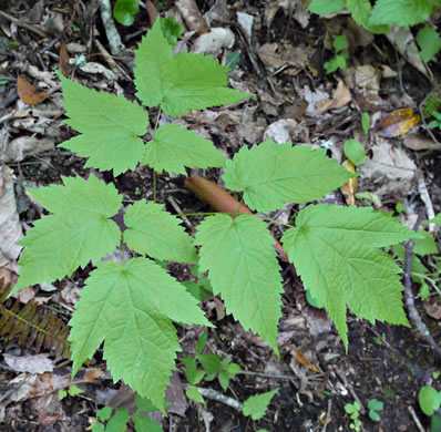 Astilbe biternata, Appalachian False Goatsbeard, Appalachian Astilbe