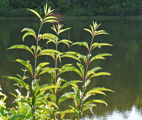 Eutrochium fistulosum, Hollow-stem Joe-pye-weed