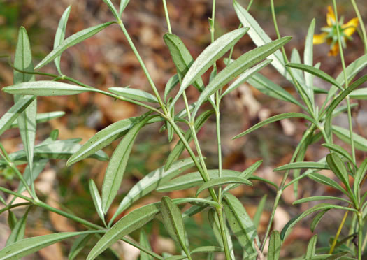 image of Coreopsis grandiflora var. grandiflora, Large-flowered Coreopsis, Largeflower Tickseed