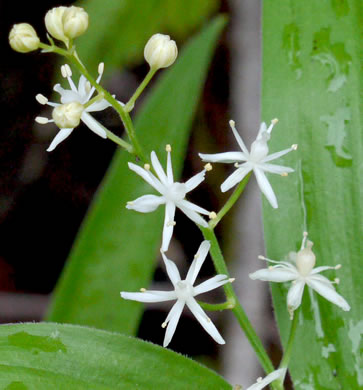 Maianthemum stellatum, Starry Solomon's Plume, Starflower, Starry Solomon's Seal