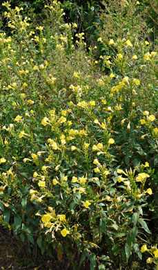 image of Oenothera biennis, Common Evening-primrose