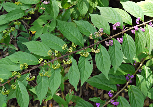 image of Callicarpa dichotoma, Chinese Beautyberry, Purple Beautyberry