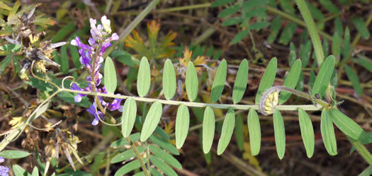 image of Vicia villosa ssp. villosa, Hairy Vetch, Fodder Vetch, Winter Vetch