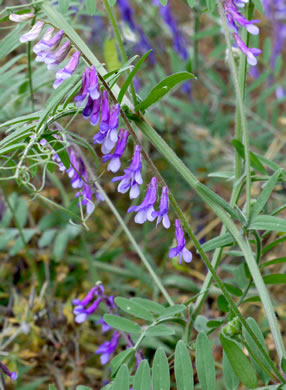 image of Vicia villosa ssp. villosa, Hairy Vetch, Fodder Vetch, Winter Vetch