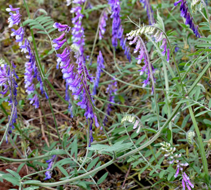 image of Vicia villosa ssp. villosa, Hairy Vetch, Fodder Vetch, Winter Vetch