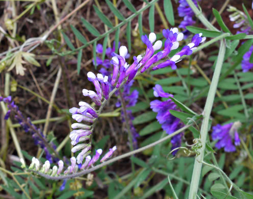 image of Vicia villosa ssp. villosa, Hairy Vetch, Fodder Vetch, Winter Vetch