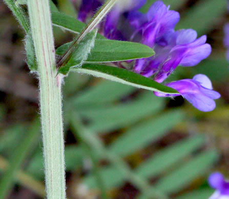 image of Vicia villosa ssp. villosa, Hairy Vetch, Fodder Vetch, Winter Vetch