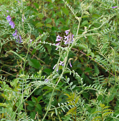 image of Vicia villosa ssp. villosa, Hairy Vetch, Fodder Vetch, Winter Vetch