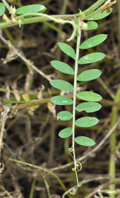 image of Vicia villosa ssp. villosa, Hairy Vetch, Fodder Vetch, Winter Vetch