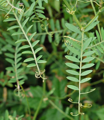 image of Vicia villosa ssp. villosa, Hairy Vetch, Fodder Vetch, Winter Vetch