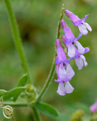 image of Vicia villosa ssp. villosa, Hairy Vetch, Fodder Vetch, Winter Vetch