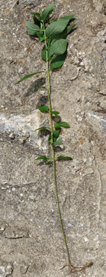 image of Teucrium canadense var. canadense, American Germander, Wood-sage, Common Germander