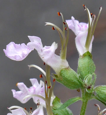 image of Teucrium canadense var. canadense, American Germander, Wood-sage, Common Germander