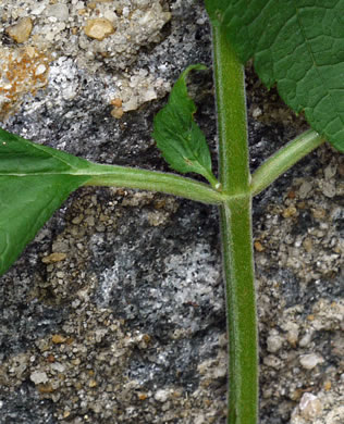 image of Teucrium canadense var. canadense, American Germander, Wood-sage, Common Germander