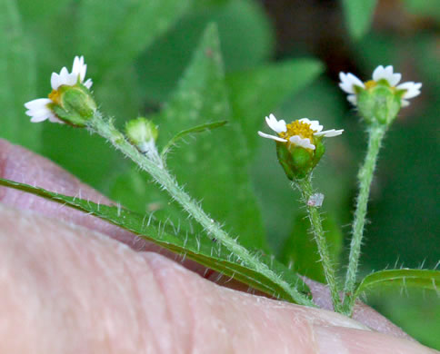 image of Galinsoga quadriradiata, Common Peruvian-daisy, Gallant Soldiers, Fringed Quickweed