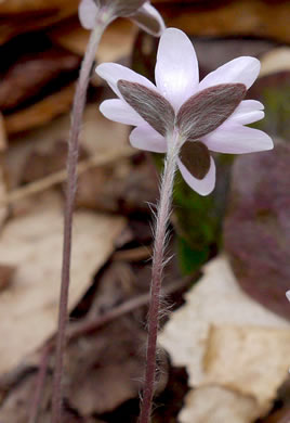 image of Hepatica acutiloba, Sharp-lobed Hepatica, Sharp-lobed Liverleaf