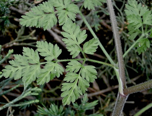 petiole