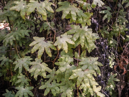 American Climbing Fern