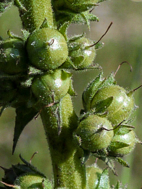Verbascum virgatum, Wand Mullein, Twiggy Mullein, Moth Mullein