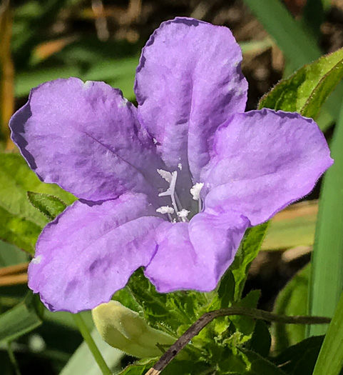 Carolina Wild-petunia