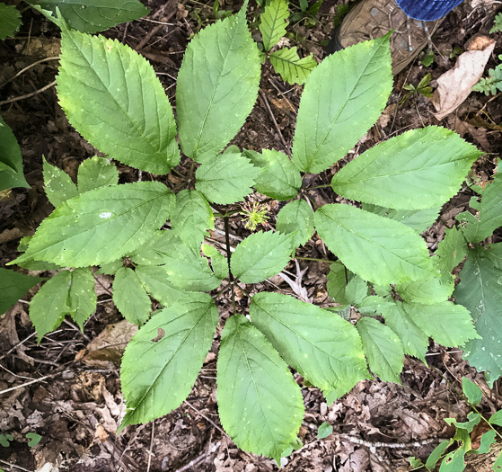 American Ginseng