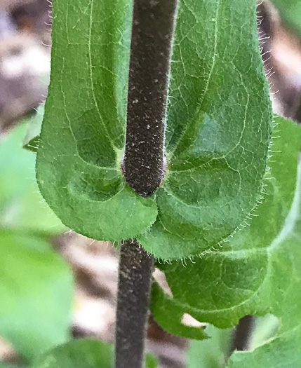 ciliate