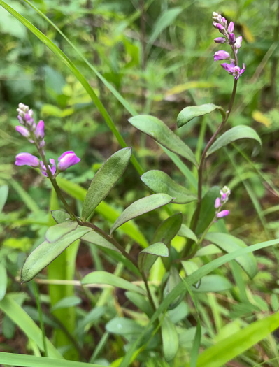 image of Polygala polygama, Racemed Milkwort, Bitter Milkwort, Purple Milkwort