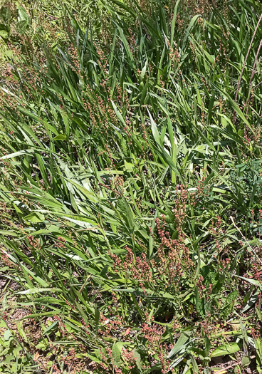 image of Pityopsis nervosa, Common Silkgrass, Grassleaf Goldenaster