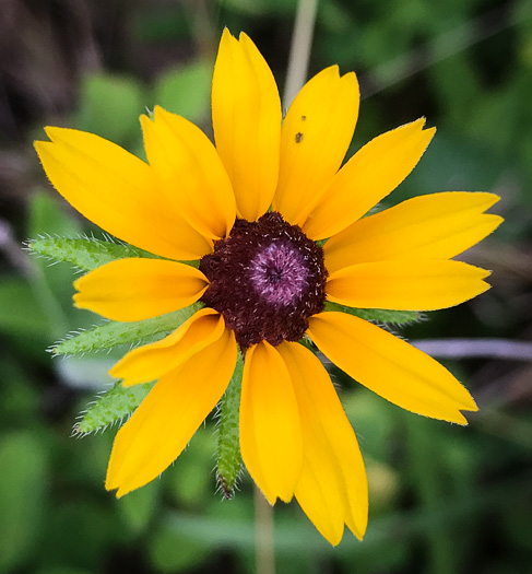image of Rudbeckia hirta var. pulcherrima, Weedy Black-eyed Susan