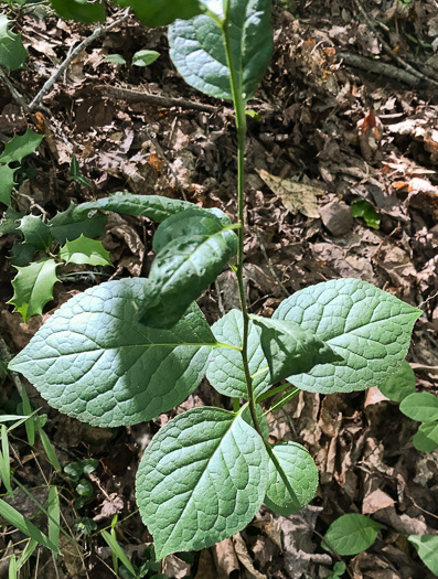 image of Ilex ambigua, Carolina Holly