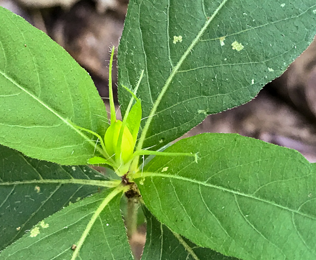 image of Ruellia caroliniensis, Carolina Wild-petunia, Common Wild-petunia, Hairy Ruellia