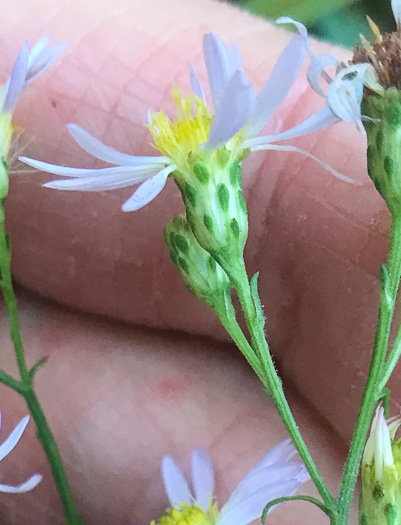 Symphyotrichum racemosum var. subdumosum, Small White Oldfield Aster