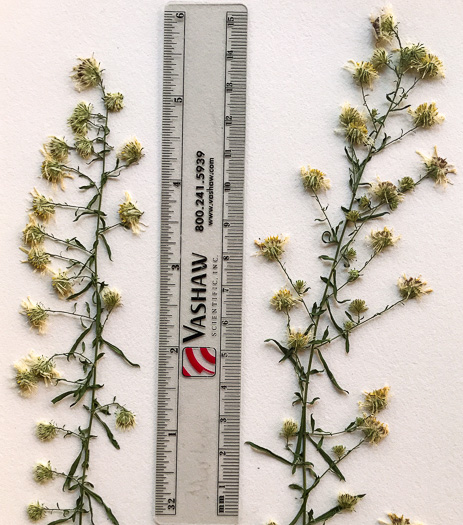 Symphyotrichum racemosum var. subdumosum, Small White Oldfield Aster