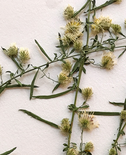 Symphyotrichum racemosum var. subdumosum, Small White Oldfield Aster